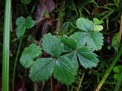 Potentilla sterilis