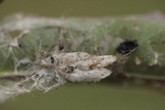 Nephopterix angustella