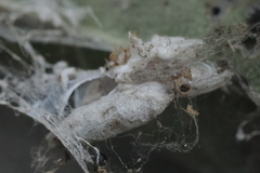 Nephopterix angustella