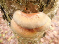 Crepidotus calolepis