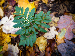 Sceptridium oneidense