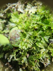 Crepidomanes minutum
