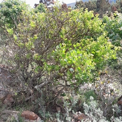 Searsia pyroides pyroides