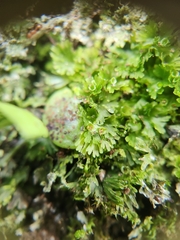 Crepidomanes minutum