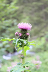Cirsium alsophilum