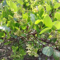 Searsia pyroides pyroides