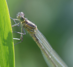 Erythromma najas