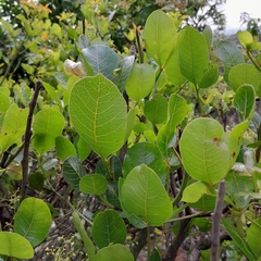 Searsia pyroides pyroides
