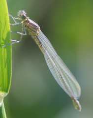Erythromma najas
