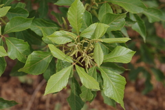 Anacardiaceae