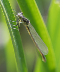 Erythromma najas