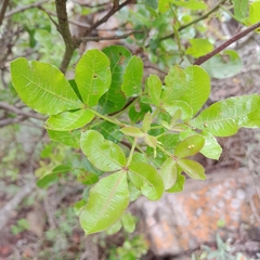 Searsia pyroides pyroides