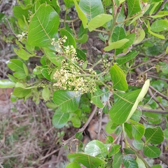 Searsia pyroides pyroides