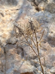 Atractylis cancellata