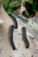 Eriogaster arbusculae