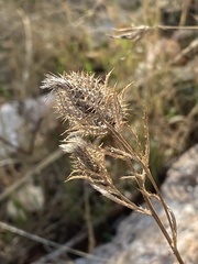 Atractylis cancellata