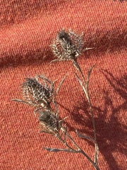 Atractylis cancellata