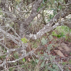 Searsia pyroides pyroides