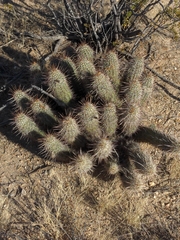 Echinocereus engelmannii