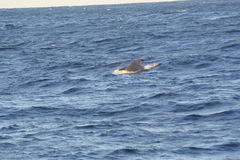 Globicephala