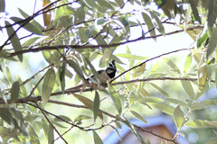 Baeolophus wollweberi