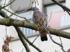 Columba palumbus