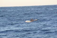 Globicephala