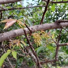 Searsia pyroides