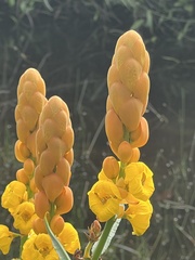 Senna alata