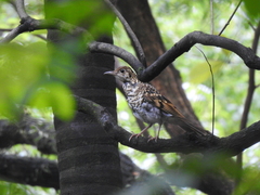 Zoothera aurea