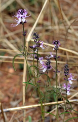 Ocimum