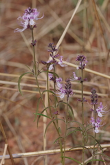 Ocimum