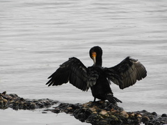 Phalacrocorax carbo