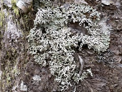 Menegazzia subsimilis