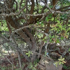 Searsia pyroides