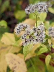 Ageratina