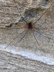 Leiobunum