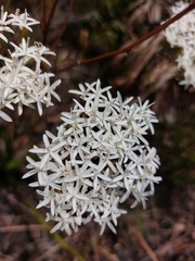 Corymbium villosum