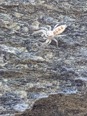 Hentzia mitrata