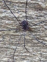 Leiobunum