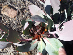 Protea recondita