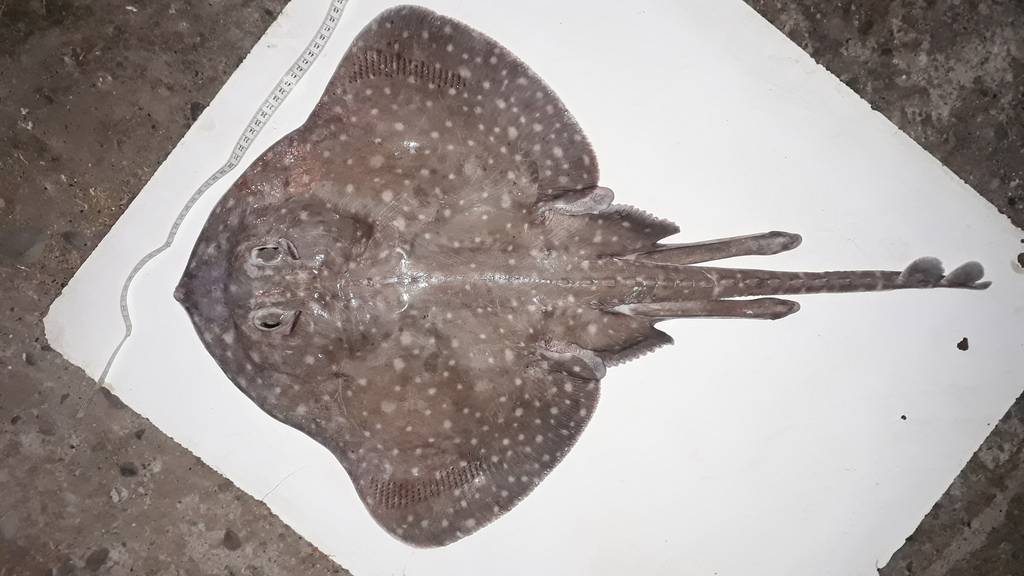 Spotted ray (Bathyraja albomaculata) — Arhynchobatidae