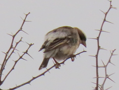 Plocepasser mahali mahali