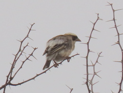 Plocepasser mahali mahali