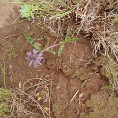 Ledebouria sandersonii