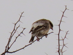 Plocepasser mahali mahali