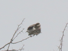 Plocepasser mahali mahali