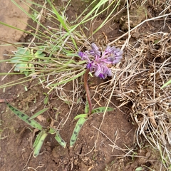 Ledebouria sandersonii