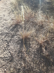 Enneapogon cenchroides