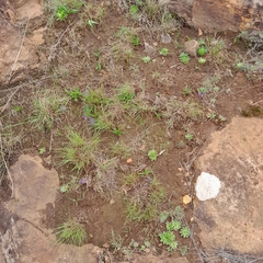 Ledebouria sandersonii